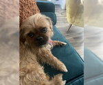 Small Brussels Griffon