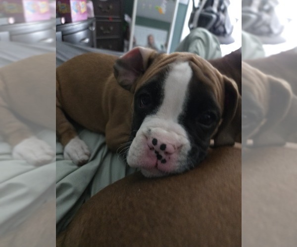 Medium Photo #5 Boxer Puppy For Sale in GALLOWAY, NJ, USA