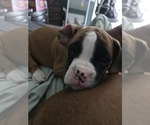Puppy LuLu Boxer