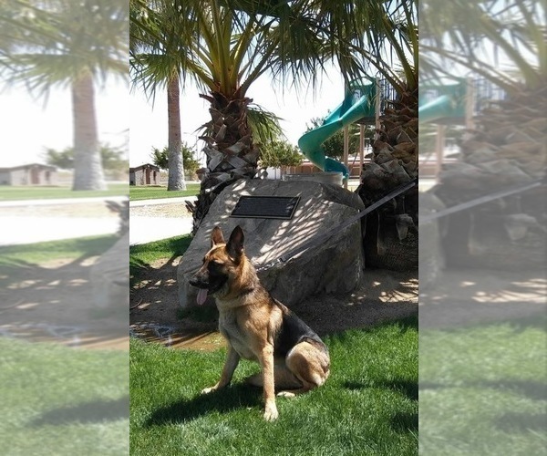 Medium Photo #26 German Shepherd Dog Puppy For Sale in YUCCA VALLEY, CA, USA