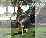 Small #25 German Shepherd Dog