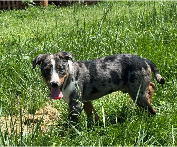 Medium Photo #3 Catahoula Leopard Dog Puppy For Sale in Germantown, OH, USA