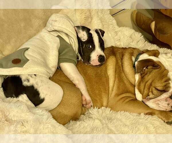 Medium Photo #11 American Pit Bull Terrier-Staffordshire Bull Terrier Mix Puppy For Sale in New York, NY, USA