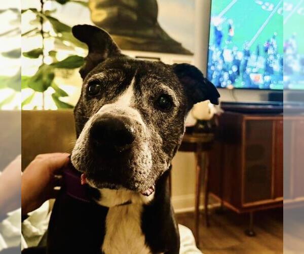 Medium Photo #2 Mutt Puppy For Sale in Santa Maria, CA, USA