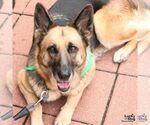 Small #7 German Shepherd Dog Mix