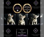 Small Photo #108 French Bulldog Puppy For Sale in WARSAW, IN, USA