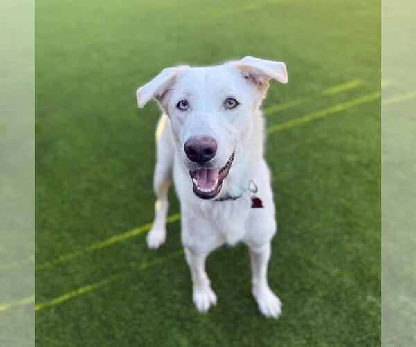 Medium Photo #7 Huskies -Unknown Mix Puppy For Sale in San Diego, CA, USA