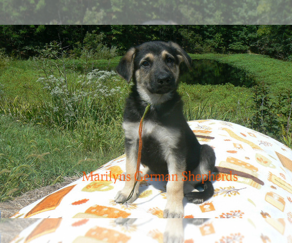 Medium Photo #6 German Shepherd Dog Puppy For Sale in PIEDMONT, MO, USA