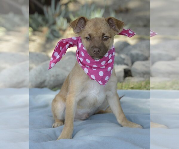 Medium Photo #10 Chiranian Puppy For Sale in Dana Point, CA, USA