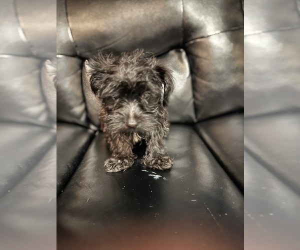 Medium Photo #13 Maltipoo Puppy For Sale in BRIDGEPORT, CT, USA