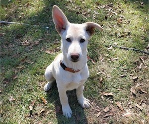 German Shepherd Dog Puppy for sale in ROBERTA, GA, USA