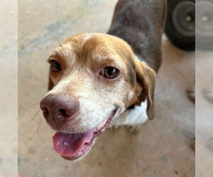 Beagle Dogs for adoption in Las Vegas, NV, USA