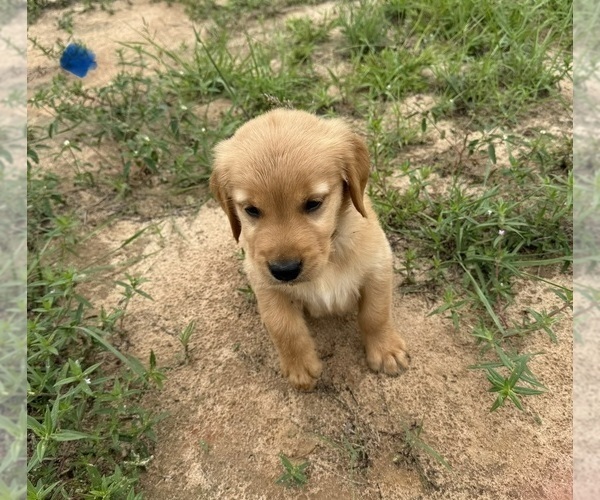 Medium Photo #2 Golden Retriever Puppy For Sale in SEGUIN, TX, USA
