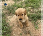 Small #1 Golden Retriever