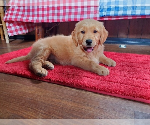 Medium Photo #3 Golden Retriever Puppy For Sale in PEYTON, CO, USA