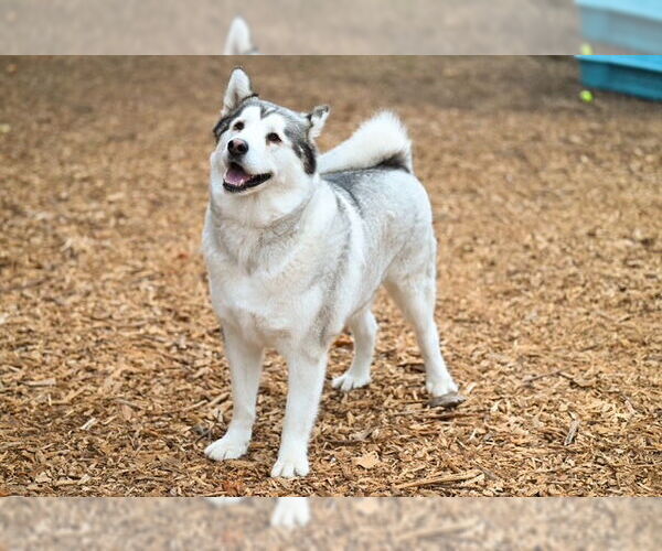 Medium Photo #2 Akita-Alaskan Malamute Mix Puppy For Sale in Santa Cruz, CA, USA