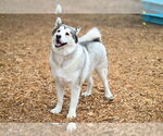 Small #1 Akita-Alaskan Malamute Mix