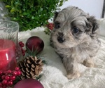Puppy Zoey ShihPoo