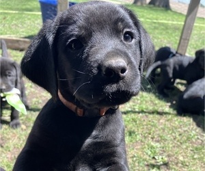Labrador Retriever-Polish Hound Mix Puppy for sale in LANARK, IL, USA