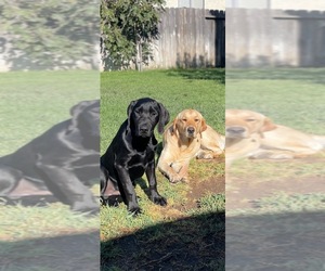 Golden Labrador Puppy for Sale in DISCOVERY BAY, California USA