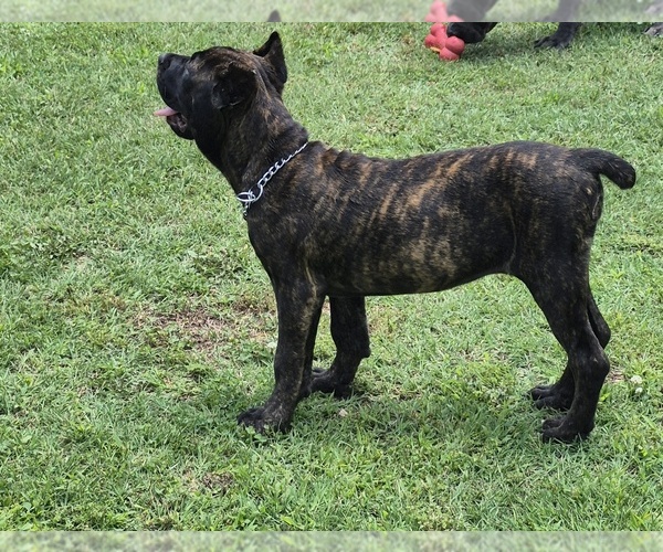 Medium Photo #1 Cane Corso Puppy For Sale in GAFFNEY, SC, USA