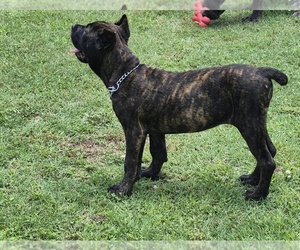 Medium Cane Corso