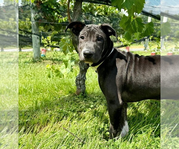 Medium Photo #7 American Pit Bull Terrier-American Staffordshire Terrier Mix Puppy For Sale in Chester, VA, USA