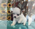 Puppy Puppy 5 Chihuahua
