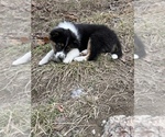 Small Photo #10 Australian Shepherd-Texas Heeler Mix Puppy For Sale in IBERIA, MO, USA
