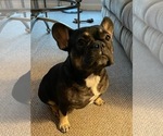 Small Photo #3 French Bulldog Puppy For Sale in SCHENECTADY, NY, USA
