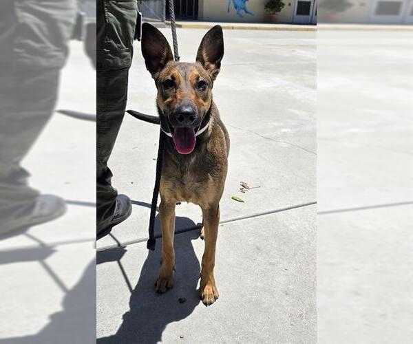 Medium Photo #1 German Shepherd Dog Puppy For Sale in Downey, CA, USA