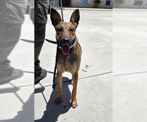 German Shepherd Dog Dogs for adoption in Downey, CA, USA