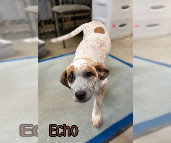 Medium Photo #6 American Pit Bull Terrier-Catahoula Leopard Dog Mix Puppy For Sale in Port Clinton, OH, USA