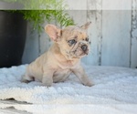 Small #1 French Bulldog