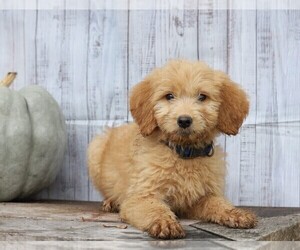 Goldendoodle Puppy for sale in FREDERICKSBG, OH, USA