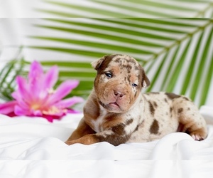 American Bully Puppy for sale in DE LEON SPRINGS, FL, USA
