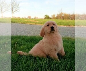 Golden Retriever Puppy for sale in FREDERICKSBURG, OH, USA