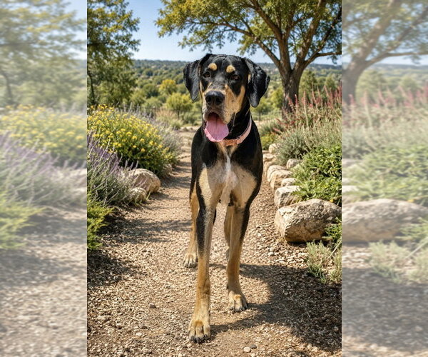Medium Photo #1 Great Dane Puppy For Sale in PIPE CREEK, TX, USA