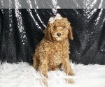 Small Photo #21 Cavapoo Puppy For Sale in WARSAW, IN, USA
