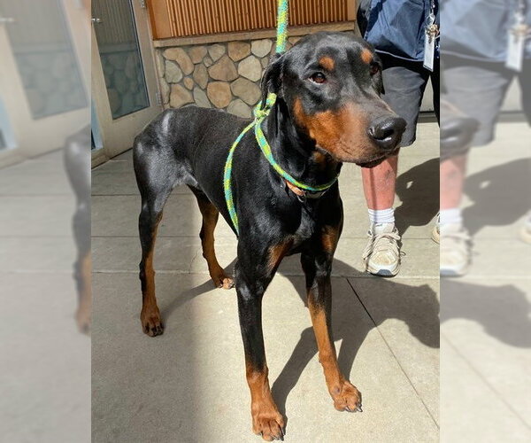 Medium Photo #1 Doberman Pinscher Puppy For Sale in Sacramento, CA, USA