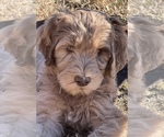 Small Photo #5 Labradoodle Puppy For Sale in LEXINGTON, GA, USA