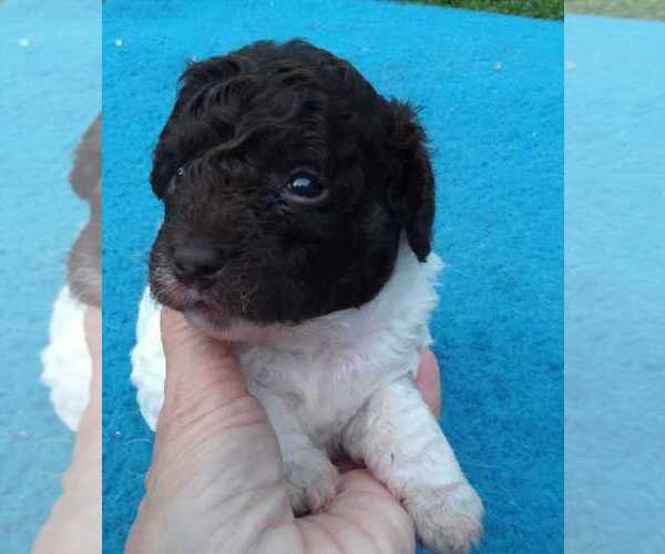 Medium Photo #4 Havapoo Puppy For Sale in HURRICANE MILLS, TN, USA