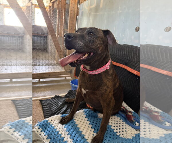 Medium Photo #10 Boxer-Unknown Mix Puppy For Sale in Williamsburg, NM, USA