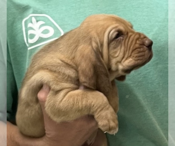 Medium Photo #8 Bloodhound Puppy For Sale in FORT MORGAN, CO, USA