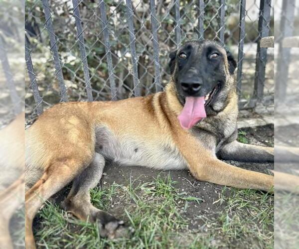 Medium Photo #2 Mutt Puppy For Sale in Riverside, CA, USA