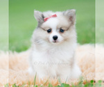 Puppy Rosie Pomeranian