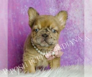 French Bulldog Litter for sale in WARSAW, IN, USA