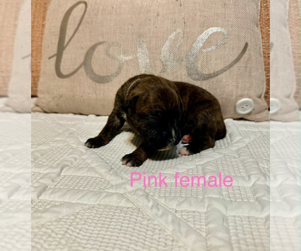 Medium Photo #16 Boxer Puppy For Sale in WALNUT GROVE, MO, USA