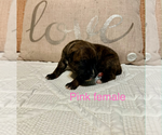 Small #15 Boxer