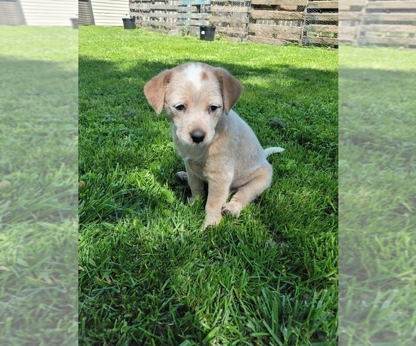 Medium Photo #1 Australian Stumpy Tail Cattle Dog Puppy For Sale in SPRINGFIELD, MO, USA